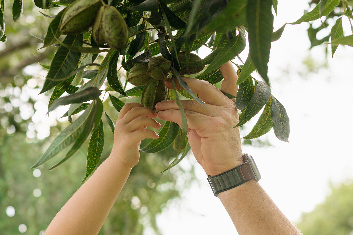 Healthy Plants Are Built From Healthy, Living Soil